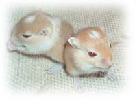 Golden Argent Baby Gerbils