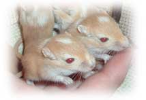 Golden Argent Baby Gerbils