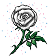 Magical White Rose