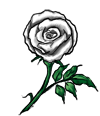 White Rose